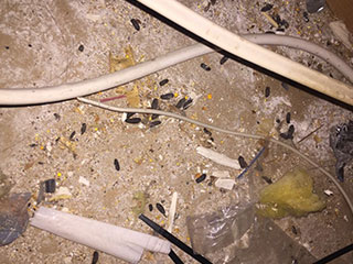 Rodent | Attic Cleaning Sunnyvale, CA Rodent | Attic Cleaning Sunnyvale, CA