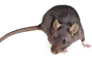Signs Your Home Has A Rodent Problem | Attic Cleaning Sunnyvale, CA